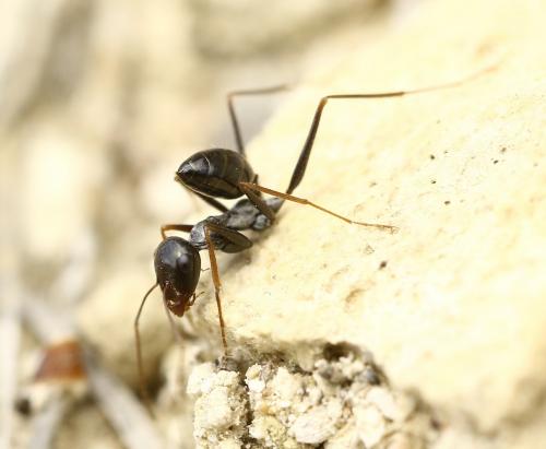 Cataglyphis sp.
